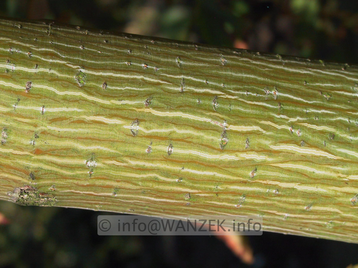 Acer rufinerve - Rinde.JPG